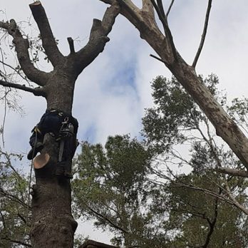 Crosby Tree Solutions - Tree Services Near Me Crosby Tree Solutions - Tree Services Near Me