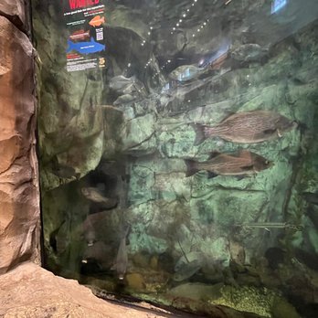 Bass Pro Shops - Fish tank - Outdoor Gear Near Me - Kodak, Tennessee
