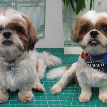 Wan Wan Paradise - Mikey Before and After - Pet Groomers Near Me - Honolulu, Hawaii