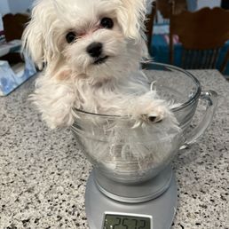 Penny at 4 months