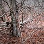 Photo of Burlingame Wildlife Management Area