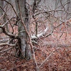 Burlingame Wildlife Management Area - Some crazy and tangled trees