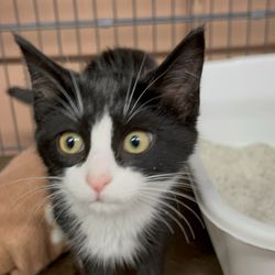 Furbish Thrift - Adopt a kitten event!