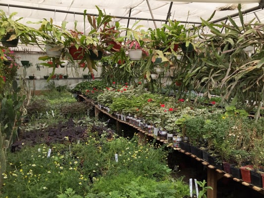 Al S Pine Garden Nursery 31 Reviews Nurseries Gardening 6815 W 44th Ave Wheat Ridge Co Yelp