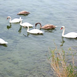 Mainau - Rundgang - Auch Schwäne mir ihren Jungen