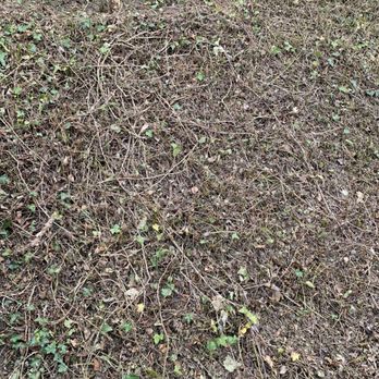 BrightView - Dead ground coverDue to no water - Landscape Architects or Designers Near Me - Gardena, California