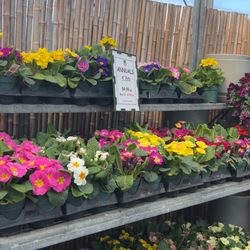 Meadow Acres Garden Centre