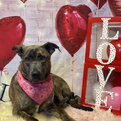 Zoom Groom - Love