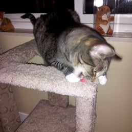 Cookie enjoying his newly reloaded catnip mouse!