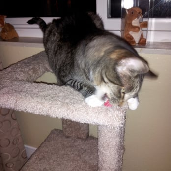 Bon Pet Supply - Cookie enjoying his newly reloaded catnip mouse! - Pet Stores Near Me - Colorado Springs, Colorado