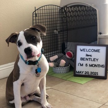 Lucky Pup Dog Training - First day at my new home - Pet Training Near Me
