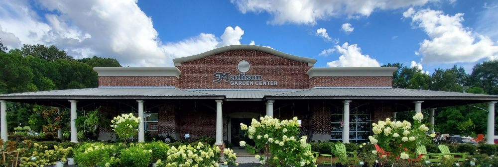 Photo of Madison Garden Center - Madison, MS, United States. Storefront, outlined with "Limelight" Hydrangeas