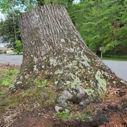 Stone's Stump Grinding - Before 4. (Right side of drive 8ft tall)