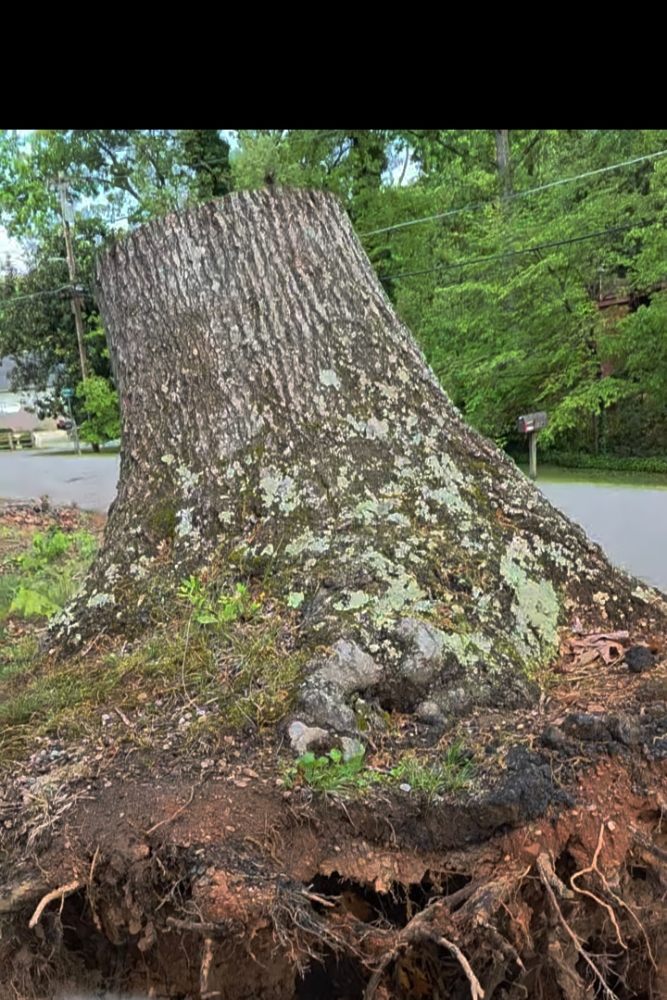 Stone's Stump Grinding - tree service in Taylors, SC