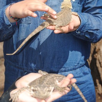 Sassy Pants Farm - Playing with the bearded dragons at a school event - Party & Event Planning Near Me - Erda, Utah Sassy Pants Farm - Playing with the bearded dragons at a school event - Party & Event Planning Near Me - Erda, Utah