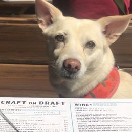 Dog friendly patio, maybe chicken infused water? Dog friendly patio, maybe chicken infused water?