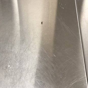 Lav Express - A baby roach on top of a washer -- there were bigger roaches on the floor and on a folding table. - Laundromat Near Me - Ridgewood, New York