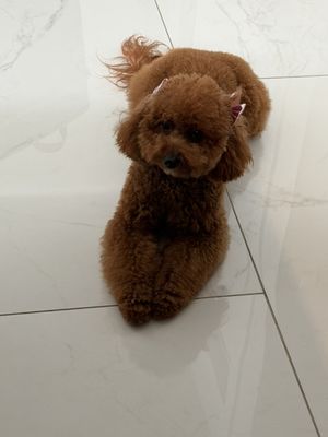 Animal Crackers by null