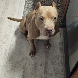 Bear Bear