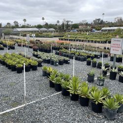 Devil Mountain Wholesale Nursery