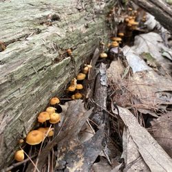 Kimball Wildlife Forest Locke Hill - Cute little mushrooms