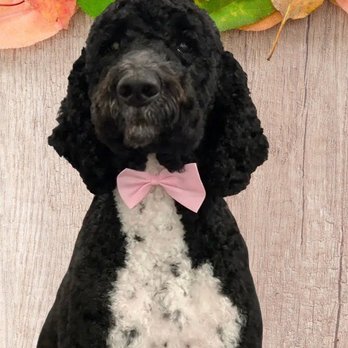 Bark & Bath Pet Salon - Bark and Bath - Pet Groomers Near Me - Lusby, Maryland