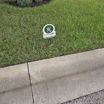 Paragon Pest Solutions - Damaged Turf - Pest Control Near Me - Melbourne, Florida Paragon Pest Solutions - Damaged Turf - Pest Control Near Me - Melbourne, Florida