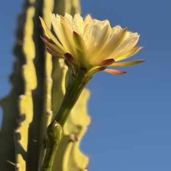 Desert Blooms Flowers - Floral Designers Near Me