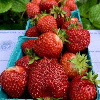 Fujii Farms - a box of strawberries - Fruits & Veggies Near Me - Troutdale, Oregon Fujii Farms - a box of strawberries - Fruits & Veggies Near Me - Troutdale, Oregon