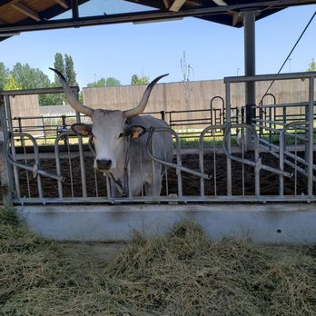 FICO Eataly World - Cows! - Food Court Near Me - Bologna, BO