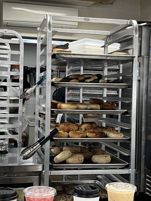 Pigeon Bagels by null