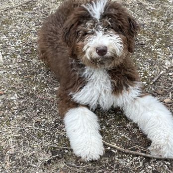 PetSmart - This is our dog before petsmart grooming yesterday . - A fluffy puppy with brown and white fur is lying on a dirt surface outdoors. The puppy has a curly coat, with white fur on its paws, chest, and face, and brown fur covering the rest of its body. It appears to be a young dog, possibly a breed like a Labradoodle or similar. The ground is composed of dirt, small rocks, and sparse grass or twigs. The photo was taken during daylight, and the puppy is looking directly at the camera. - Pet Training Near Me - Madison, Wisconsin