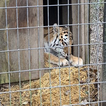 EXOTIC FELINE RESCUE CENTER - Updated April 2025 - 246 Photos & 66