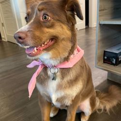Bonnie's Dog & Cat Grooming