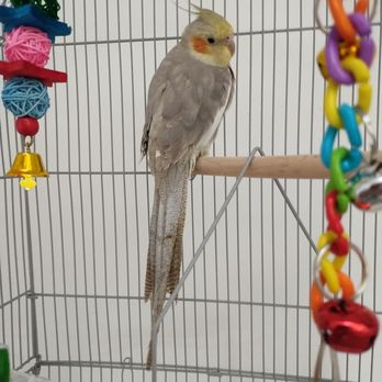 Jurassic Pets - Mr. Buddha - Pet Stores Near Me - Santa Fe, New Mexico