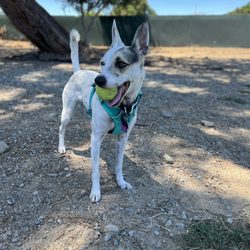 Los Gatos Creek County Dog Park - Woof yeah bruh we out heur!