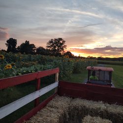 Duncan's Corn Maze - Sunflower patch and a sunset