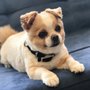 Photo of Guau Pet Grooming Spa