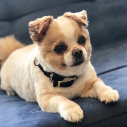 Guau Pet Grooming Spa - Pomeranian-Chihuaha mix after grooming!