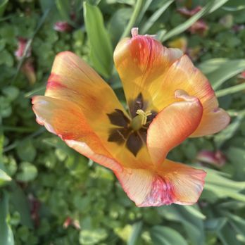 Sherwood Gardens - Parks Near Me - Baltimore, Maryland