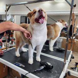 Le Paws Grooming