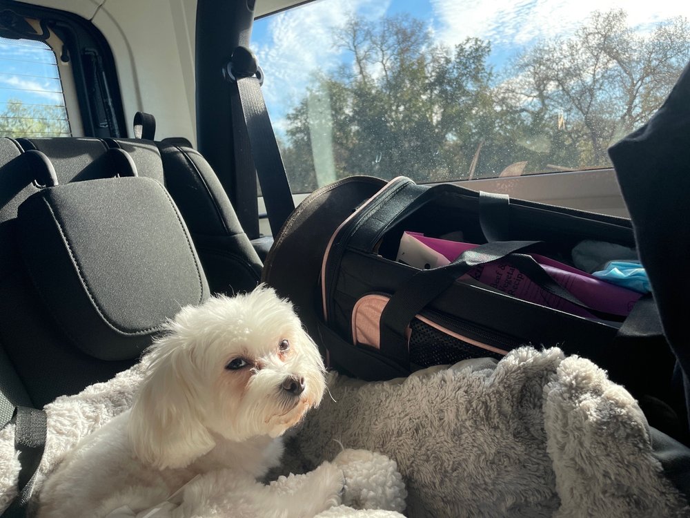 SHAGGY DOG PET STYLING SALON Updated August 2024 925 Merchant St