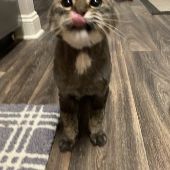 Furry Friends Express - Treats for spa day! - Pet Groomers Near Me - Huntersville, North Carolina Furry Friends Express - Treats for spa day! - Pet Groomers Near Me - Huntersville, North Carolina