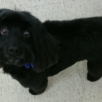 The Beauty Bark - Lucy cockapoo cut and clean. - Pet Groomers Near Me - Denver, Colorado The Beauty Bark - Lucy cockapoo cut and clean. - Pet Groomers Near Me - Denver, Colorado