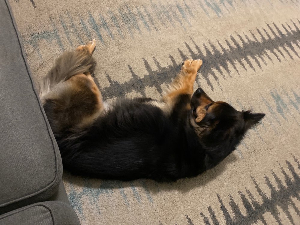 THE DOG WASH Updated September 2024 31 Reviews 10132 Baltimore