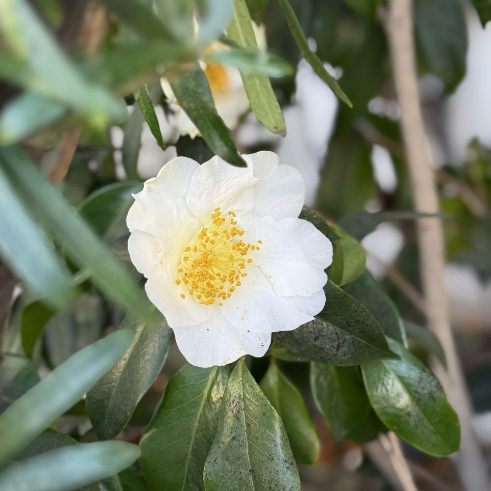 Chang'an - White camellia blossom outside the restaurant. - Asian Fusion Near Me - Tustin, California Chang'an - White camellia blossom outside the restaurant. - Asian Fusion Near Me - Tustin, California