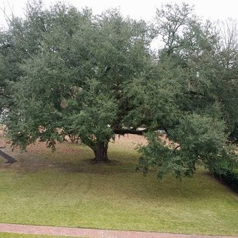 Natchez National Historical Park - Oak - Parks Near Me - Natchez, Mississippi