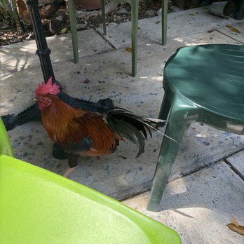 Blue Heaven - Breakfast & Brunch Near Me - Key West, Florida Blue Heaven - Breakfast & Brunch Near Me - Key West, Florida