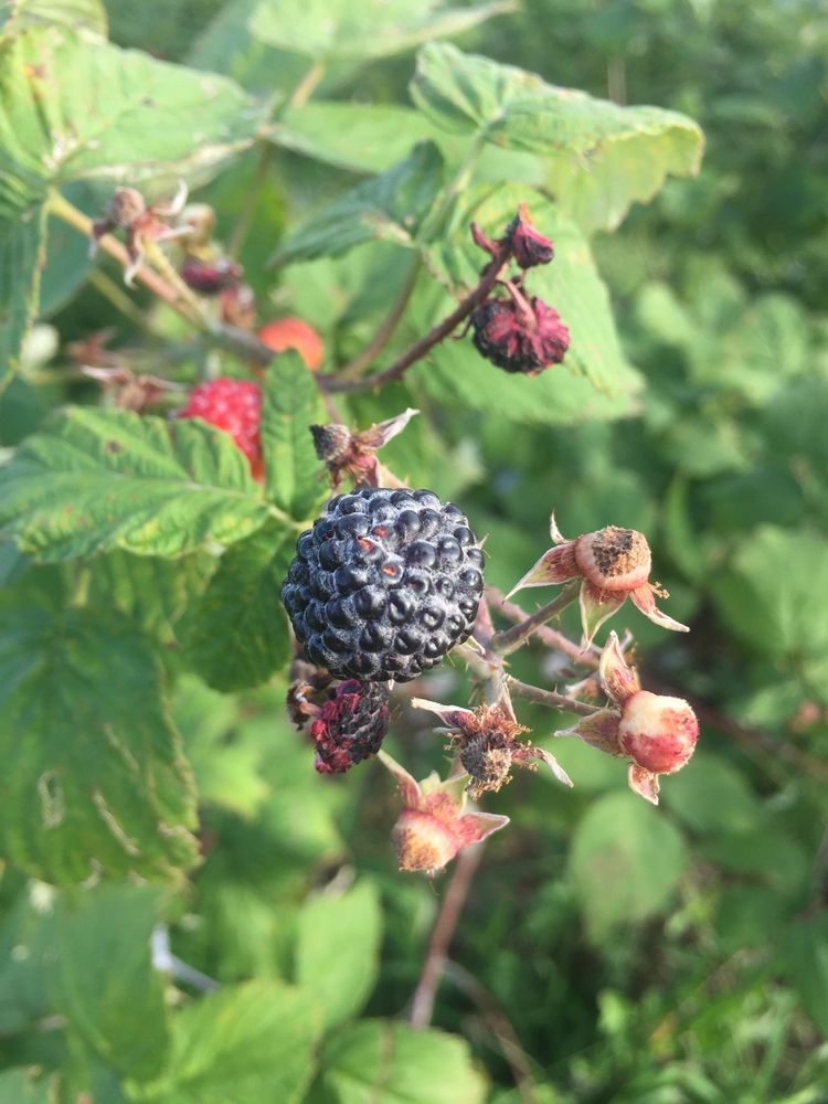 NUTS ABOUT BERRIES FARM Updated September 2024 15 Photos 8176