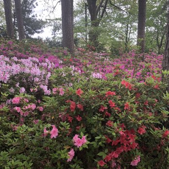 WRAL Azalea Gardens - Botanical Gardens Near Me - Raleigh, North Carolina